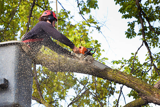 Tree and Shrub Care in Reese, MI